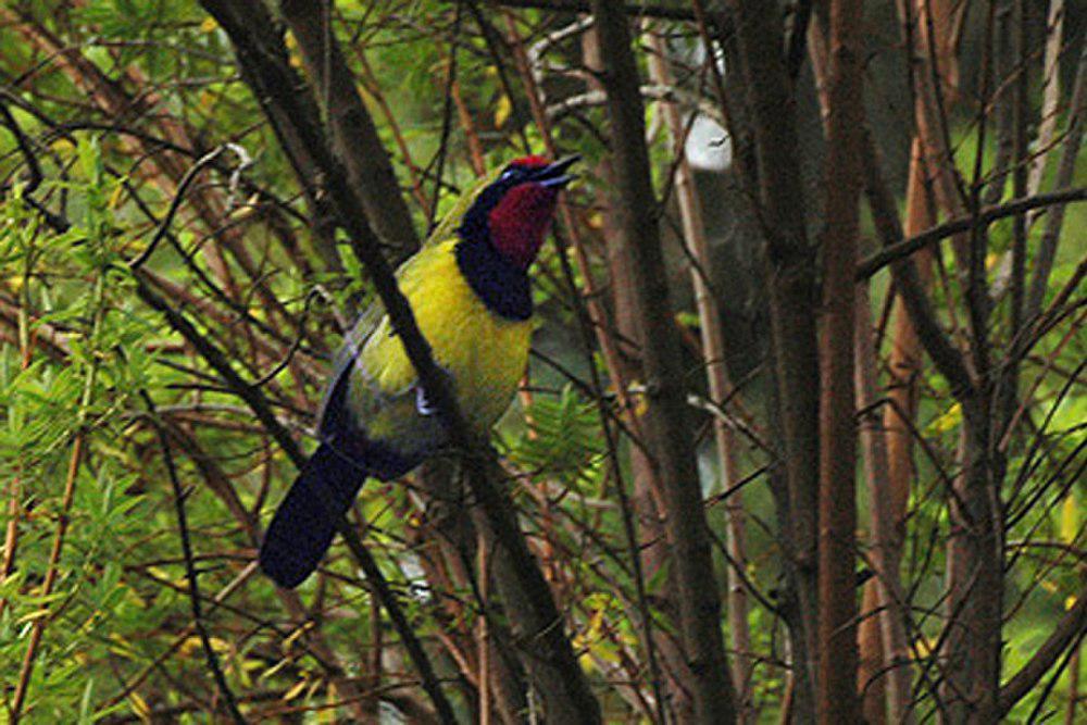 杜氏丛鵙 / Doherty\'s Bushshrike / Telophorus dohertyi