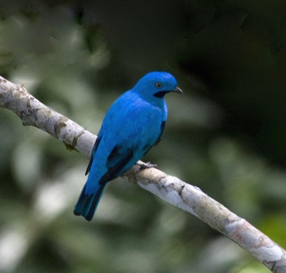 斑喉伞鸟 / Plum-throated Cotinga / Cotinga maynana