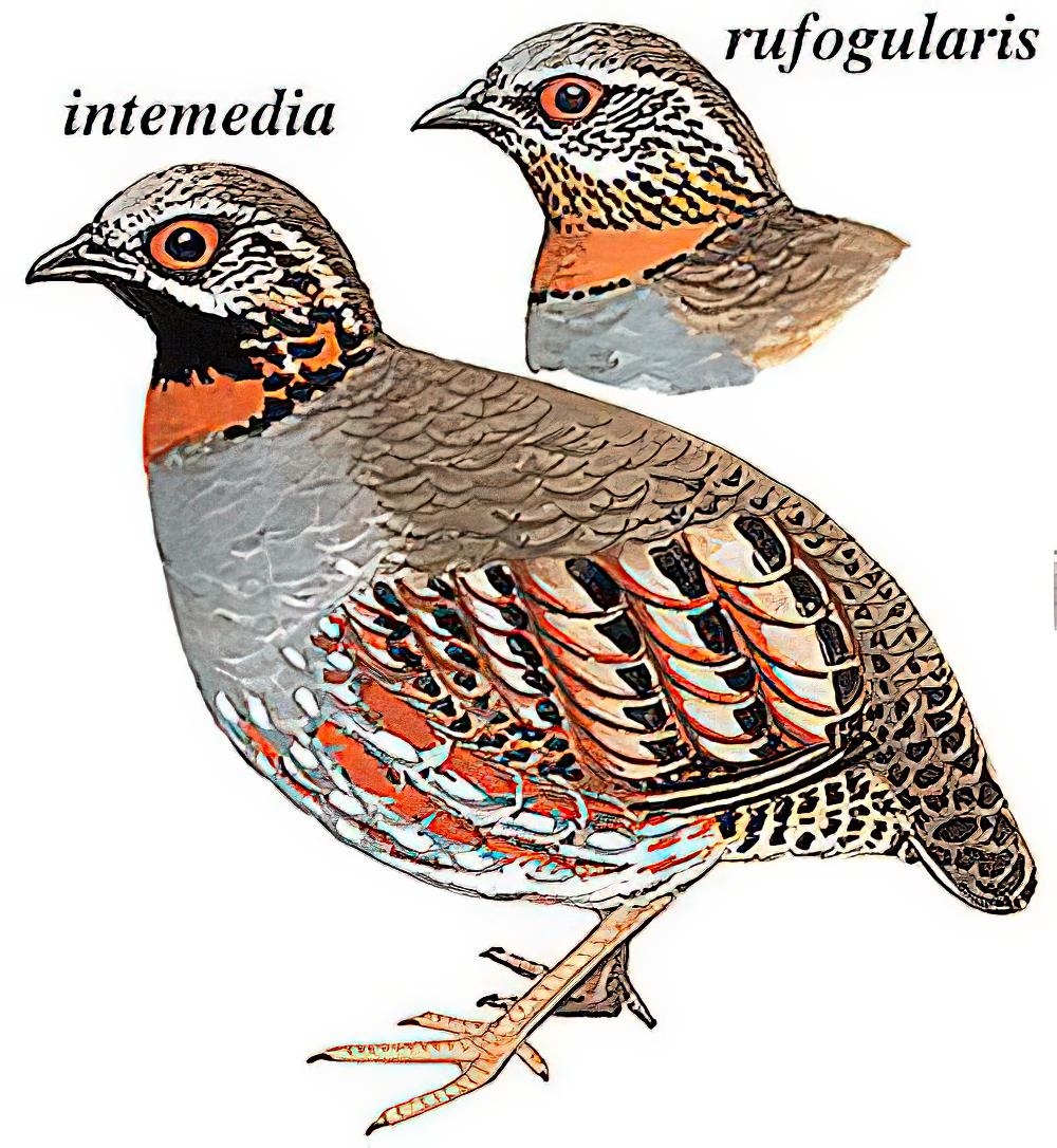 红喉山鹧鸪 / Rufous-throated Partridge / Arborophila rufogularis