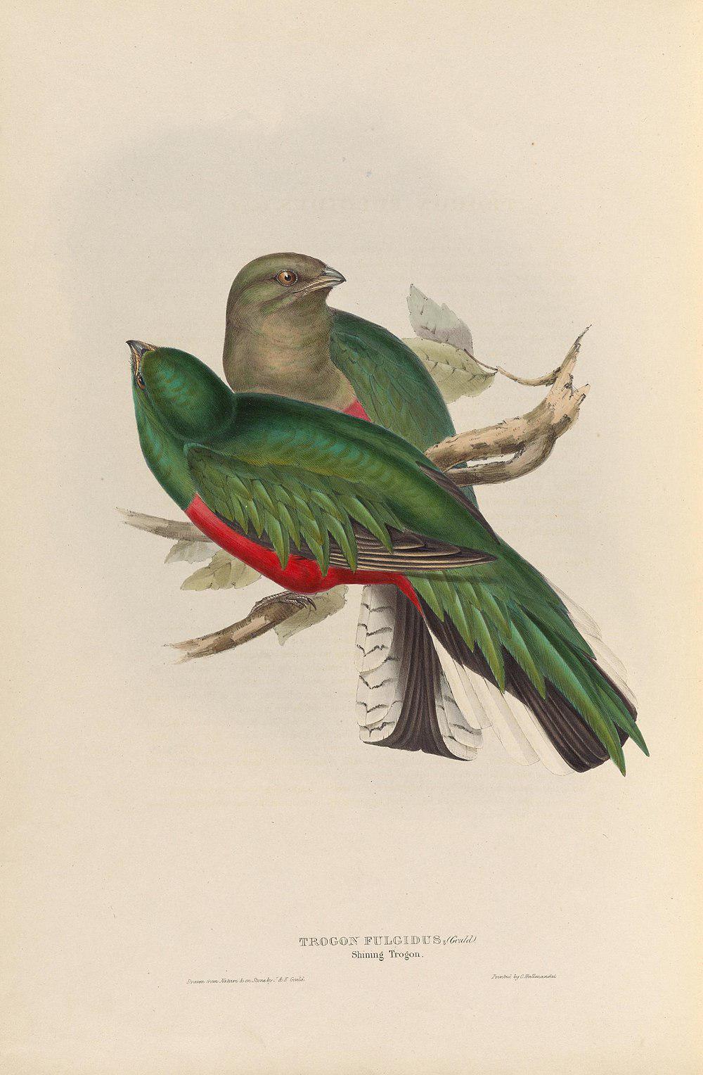 白尾梢绿咬鹃 / White-tipped Quetzal / Pharomachrus fulgidus