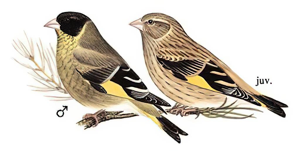 黑头金翅雀 / Black-headed Greenfinch / Chloris ambigua