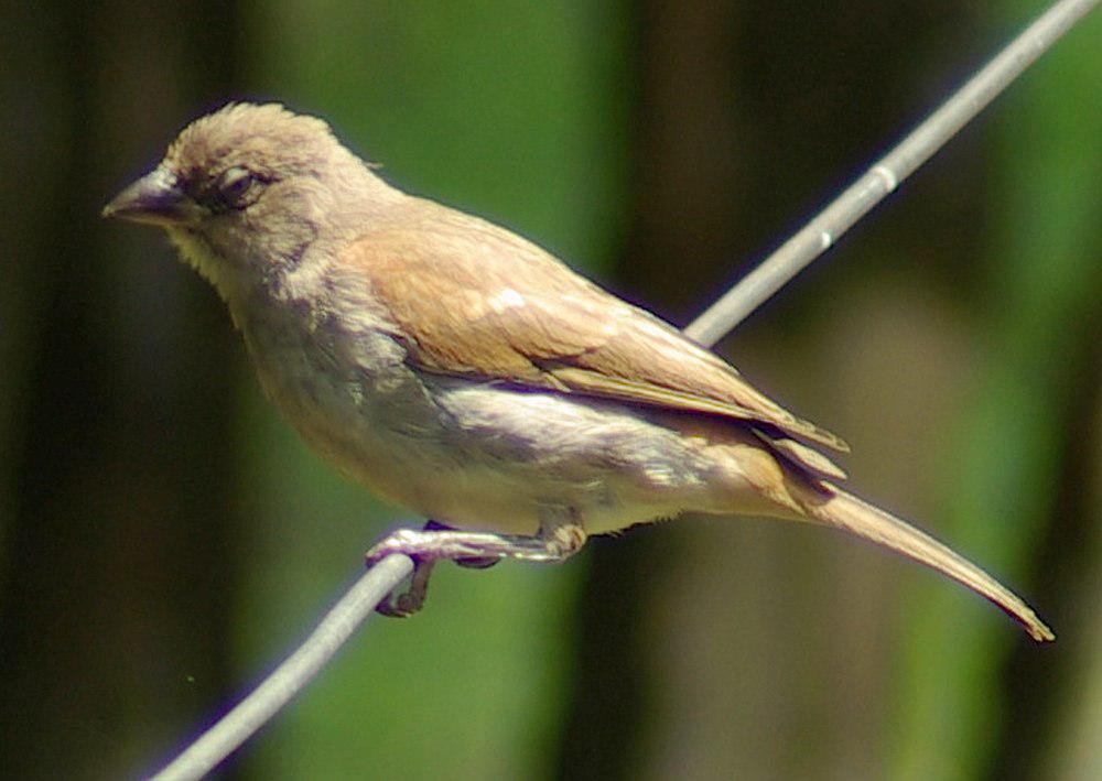 东非麻雀 / Swahili Sparrow / Passer suahelicus