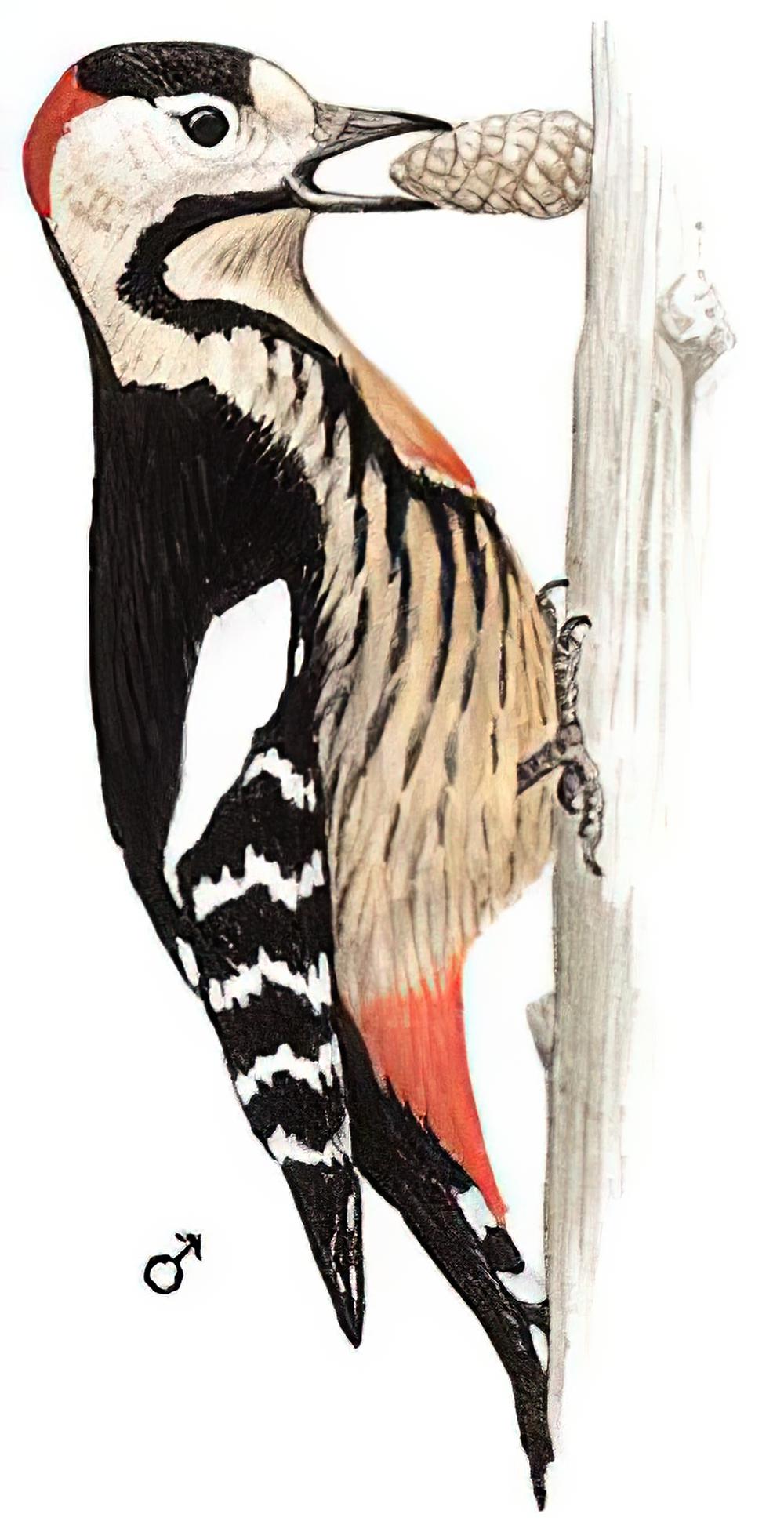 赤胸啄木鸟 / Crimson-breasted Woodpecker / Dryobates cathpharius