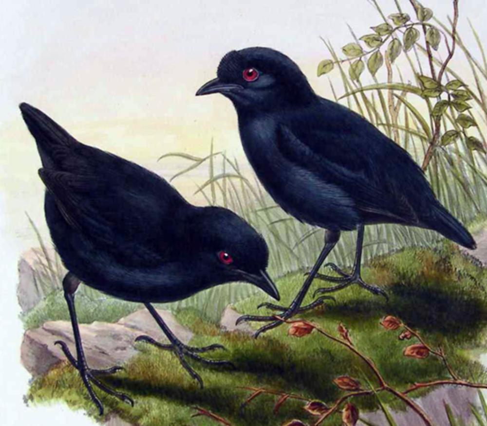 小黑脚风鸟 / Lesser Melampitta / Melampitta lugubris