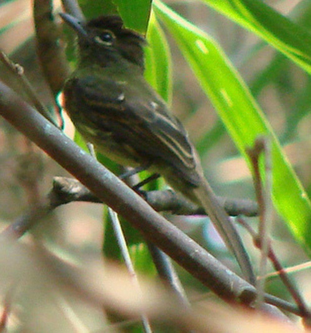 暗尾扁嘴霸鹟 / Dusky-tailed Flatbill / Ramphotrigon fuscicauda