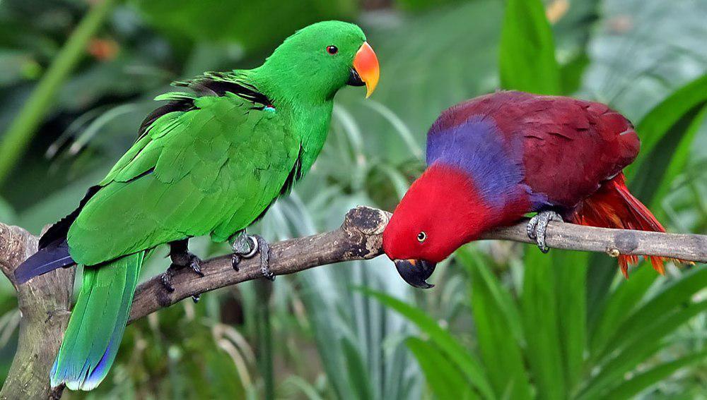 红胁绿鹦鹉 / Eclectus Parrot / Eclectus roratus