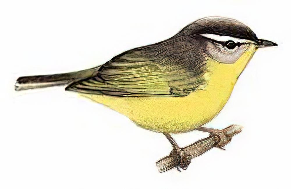 灰头鹟莺 / Grey-hooded Warbler