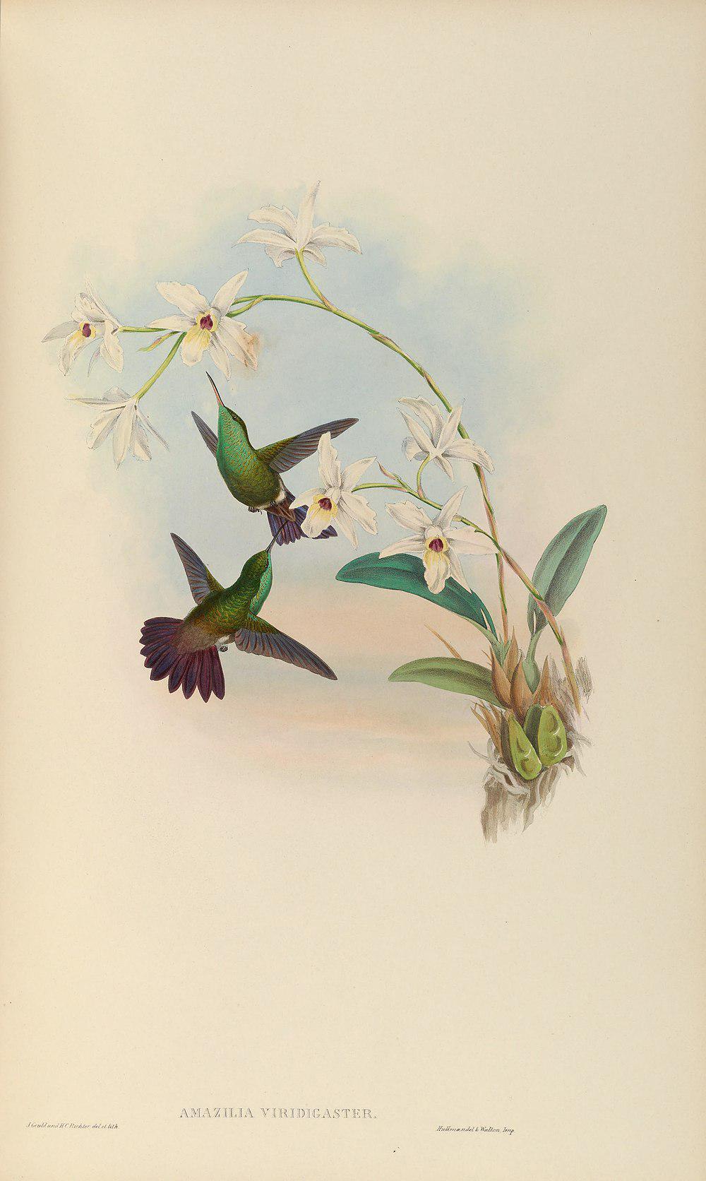 绿腹蜂鸟 / Green-bellied Hummingbird / Saucerottia viridigaster