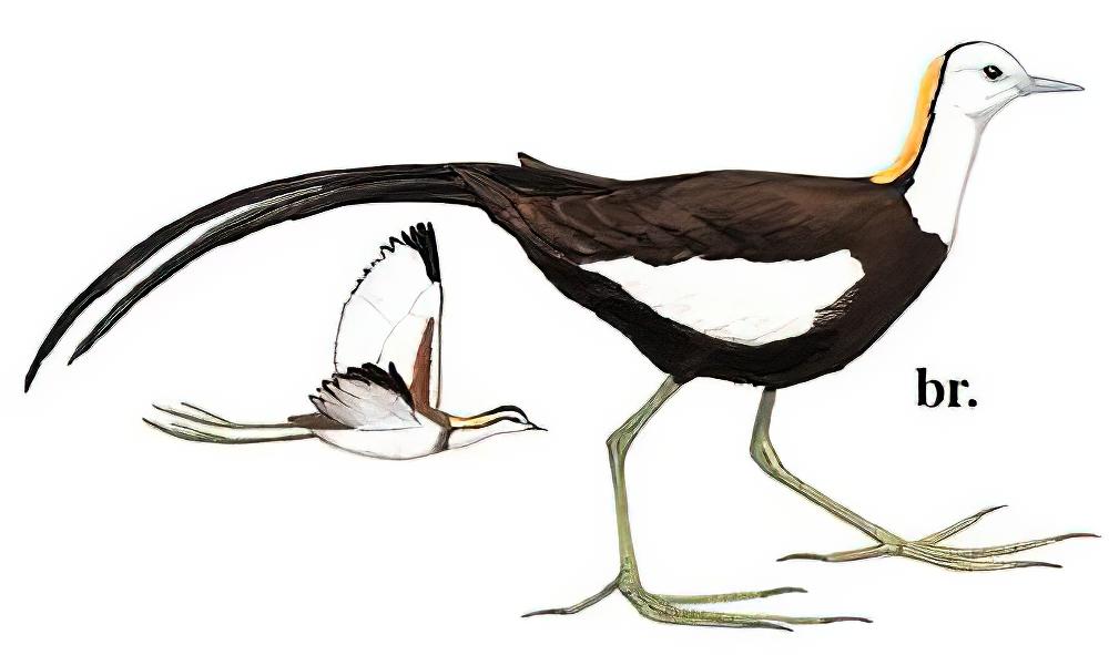 水雉 / Pheasant-tailed Jacana / Hydrophasianus chirurgus