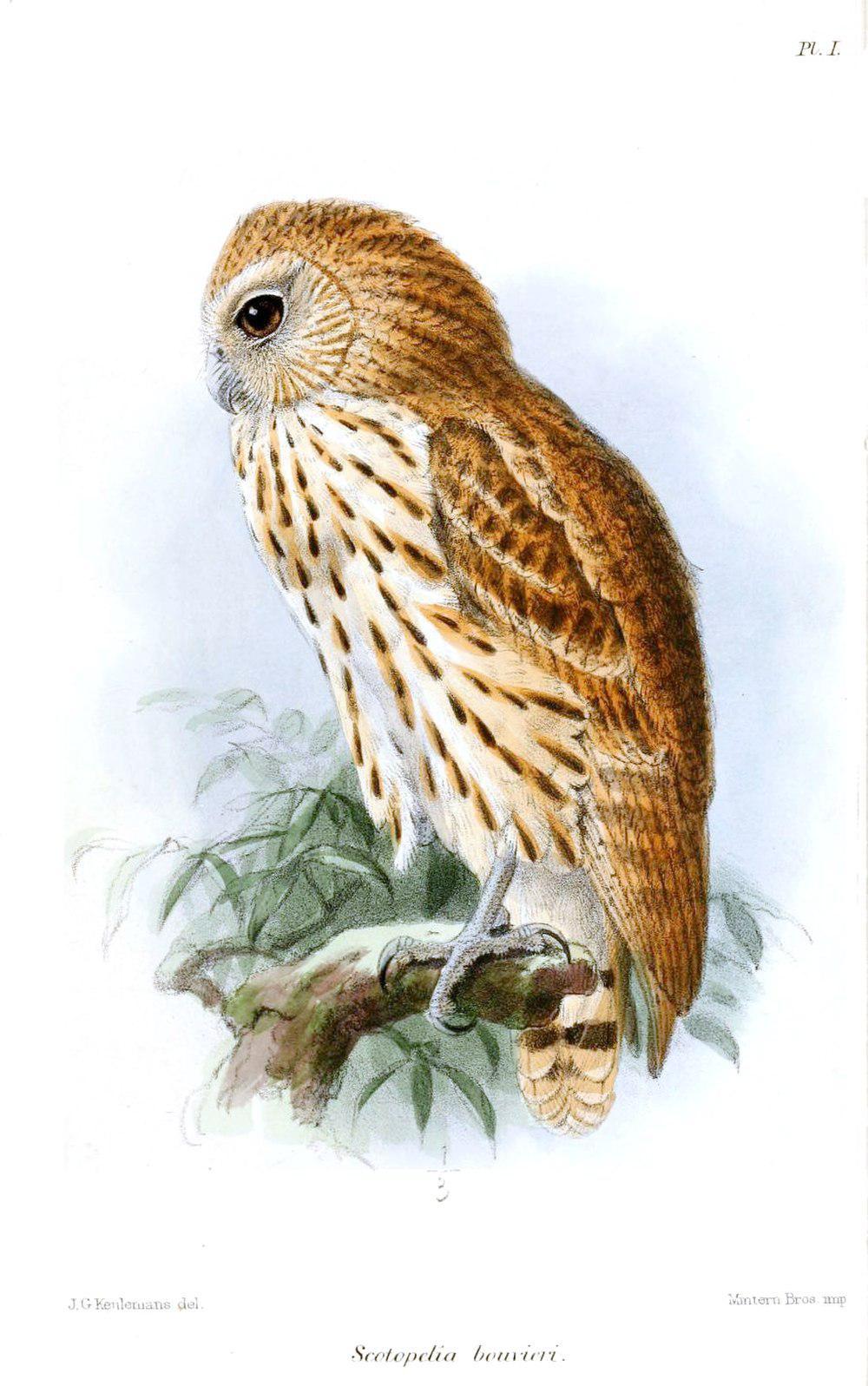 矛斑渔鸮 / Vermiculated Fishing Owl / Scotopelia bouvieri