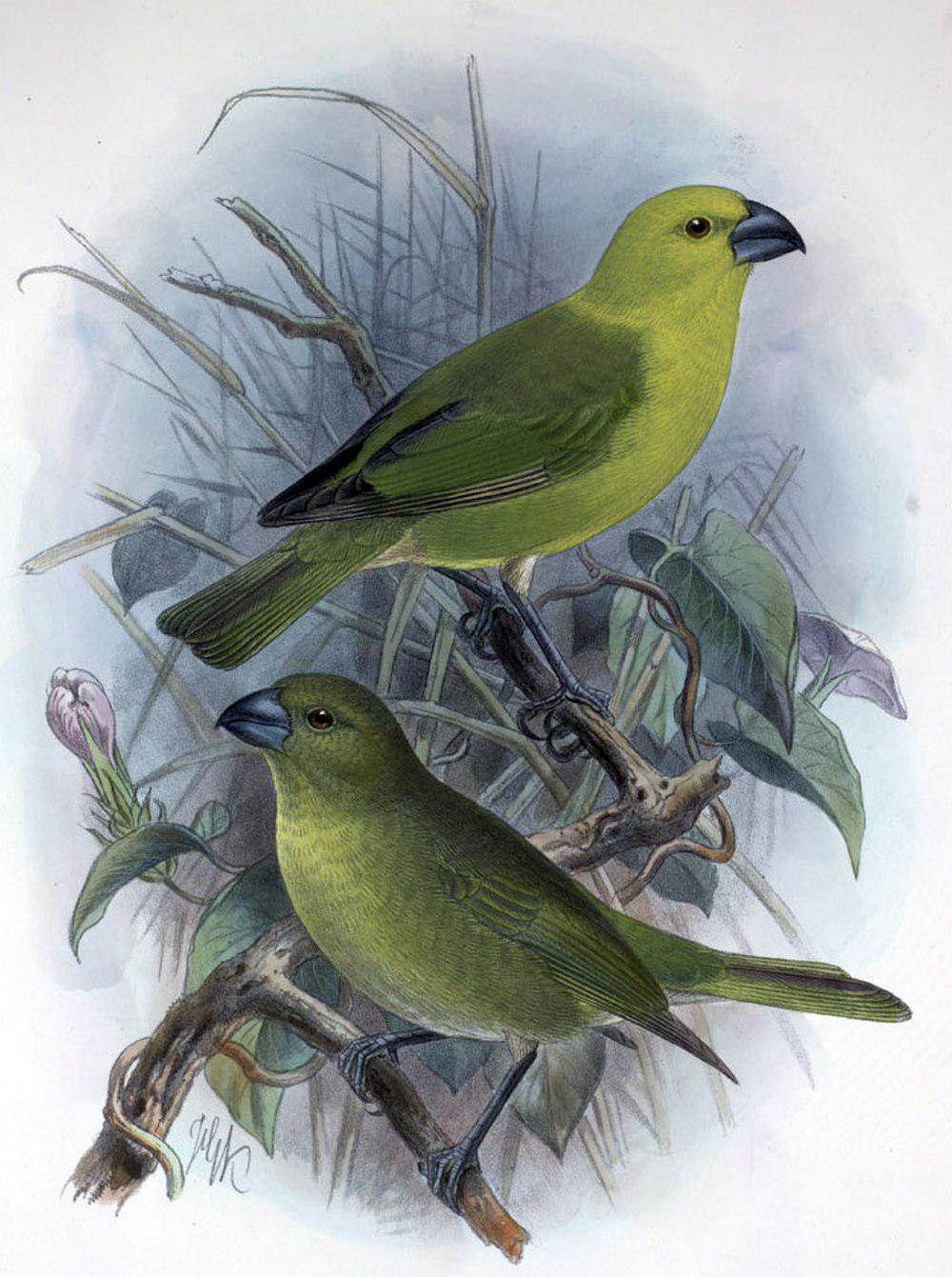 黄头拟管舌鸟 / Lesser Koa Finch / Rhodacanthis flaviceps