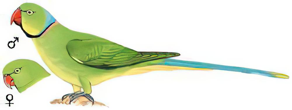 红领绿鹦鹉 / Rose-ringed Parakeet / Psittacula krameri