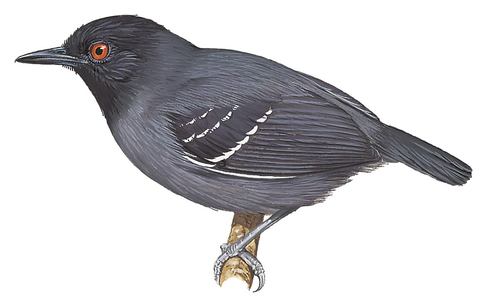 黑尾蚁鸟 / Black-tailed Antbird / Myrmoborus melanurus