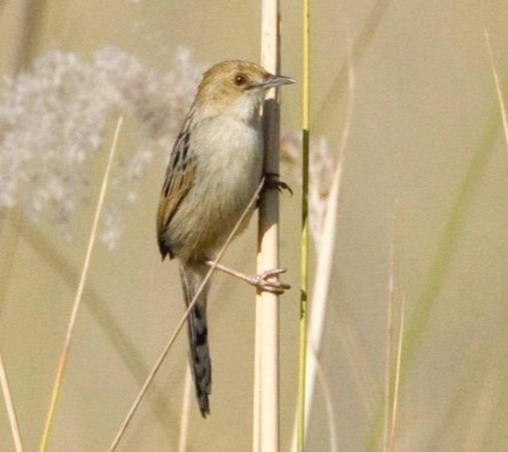 唧鸣扇尾莺 / Chirping Cisticola / Cisticola pipiens