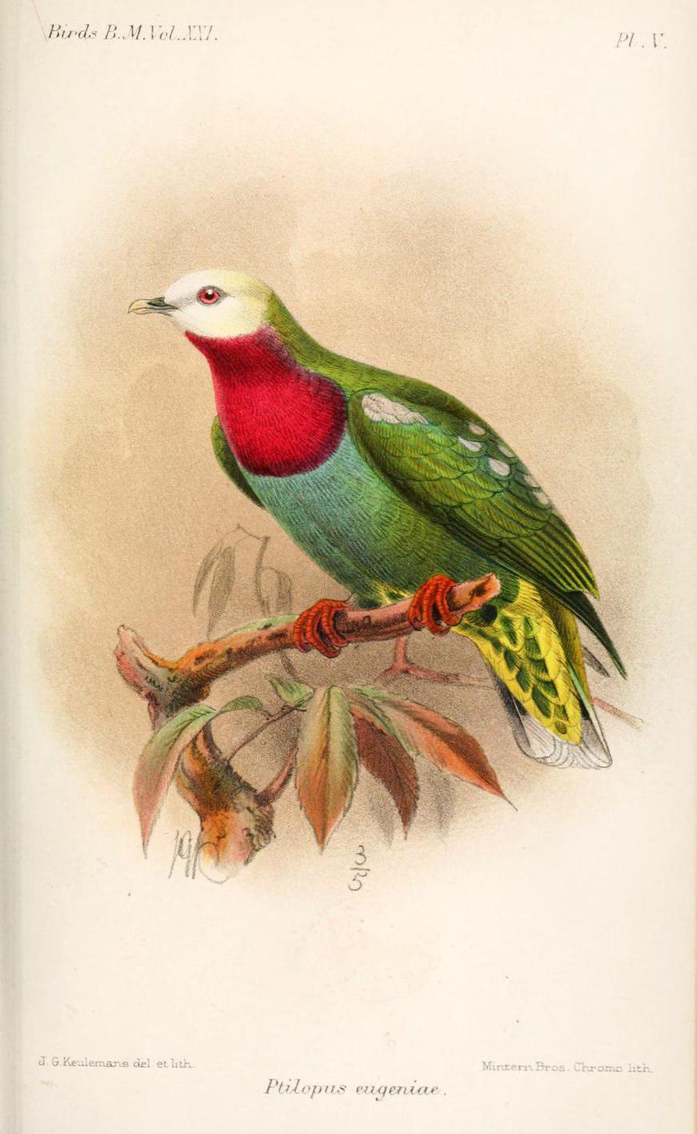 白头果鸠 / White-headed Fruit Dove / Ptilinopus eugeniae