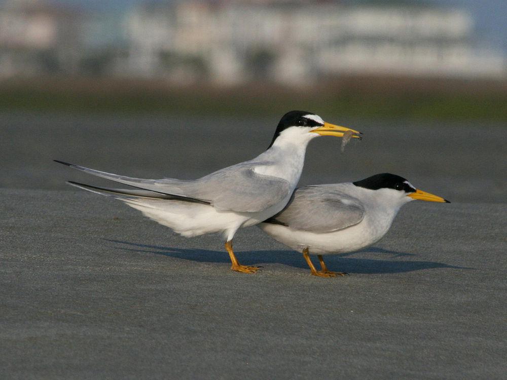 小白额燕鸥 / Least Tern / Sternula antillarum