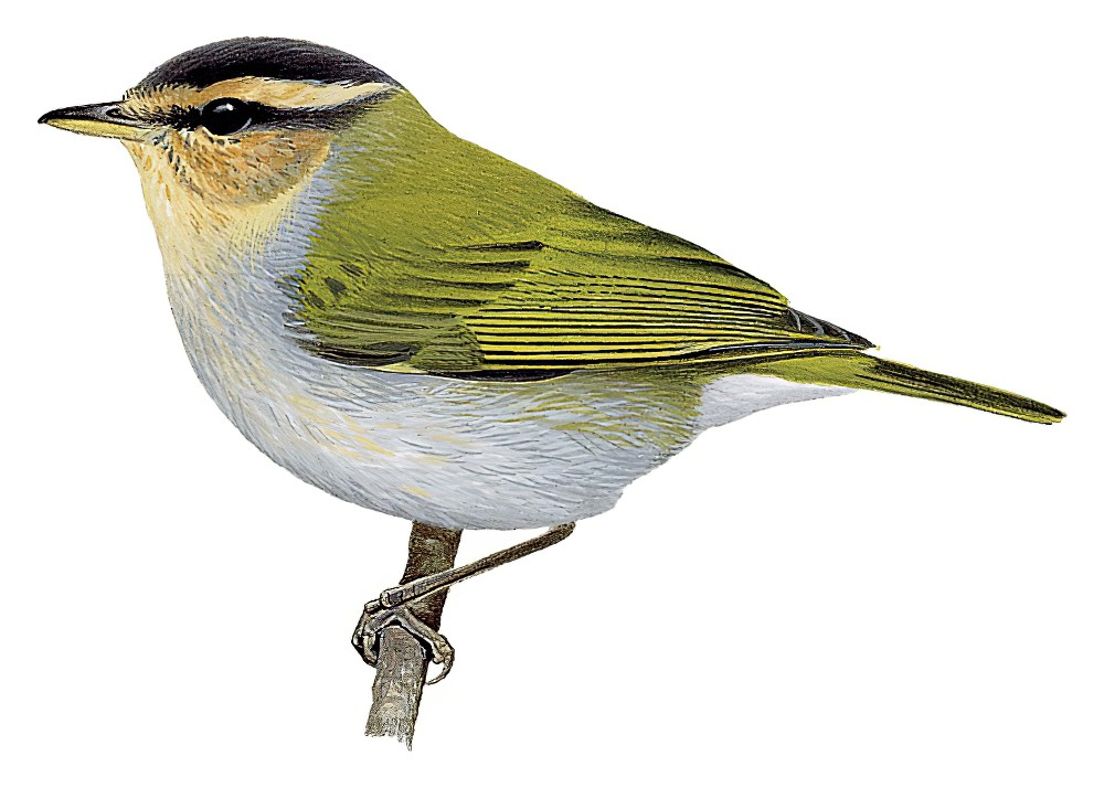 黑顶柳莺 / Black-capped Woodland Warbler / Phylloscopus herberti