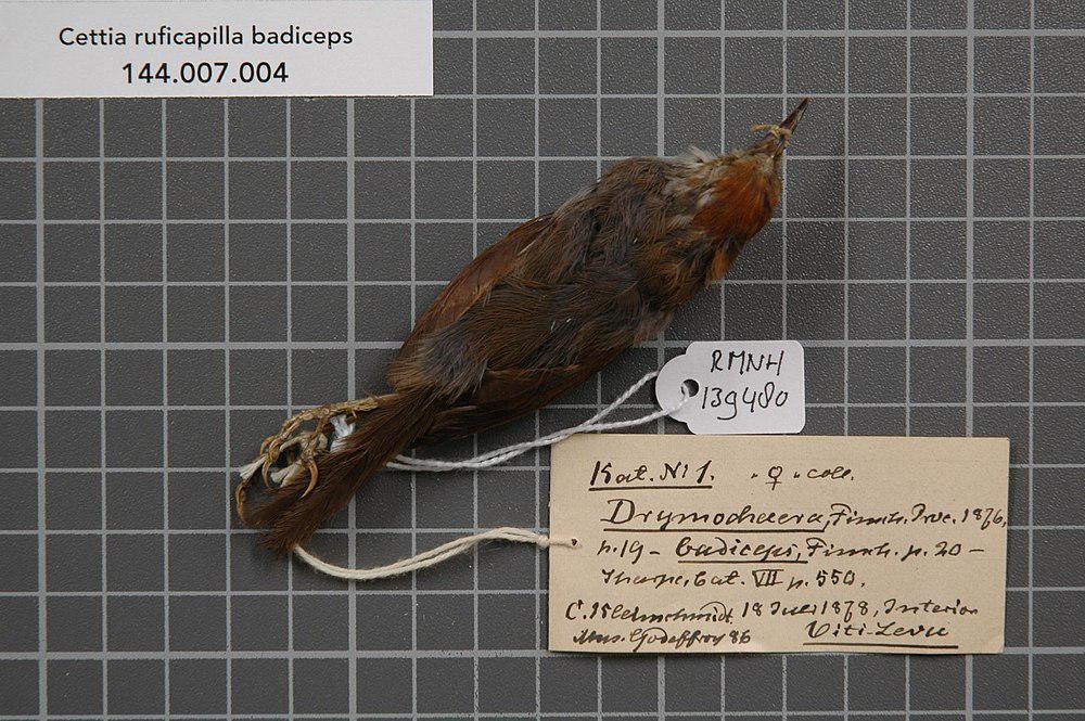 斐济树莺 / Fiji Bush Warbler / Horornis ruficapilla