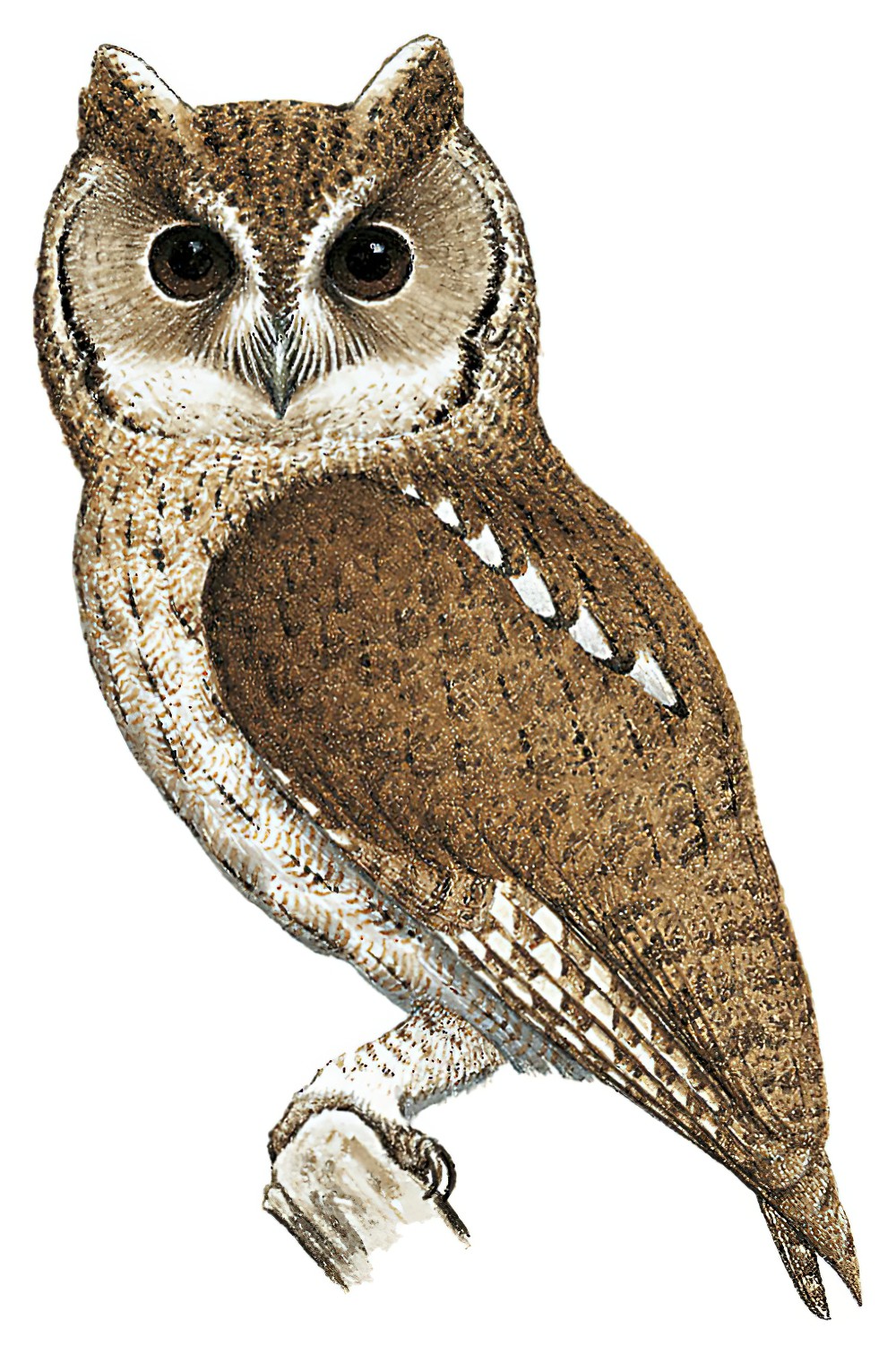 巴尔萨斯角鸮 / Balsas Screech Owl / Megascops seductus