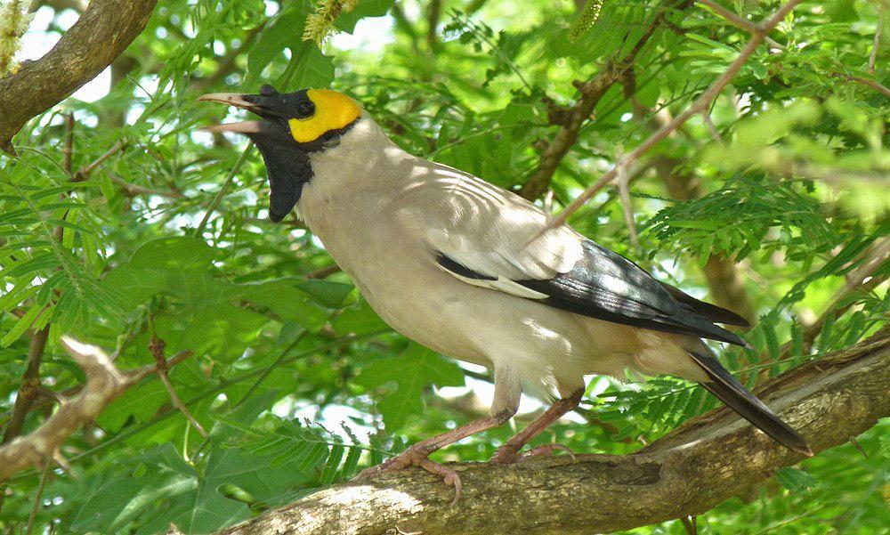 肉垂椋鸟 / Wattled Starling / Creatophora cinerea