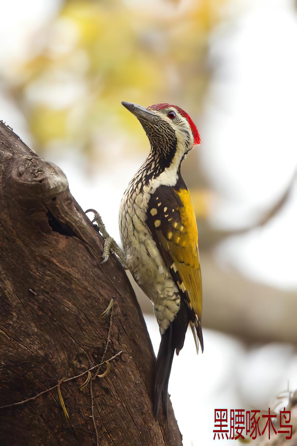 黑腰啄木鸟 / White-naped Woodpecker / Chrysocolaptes festivus