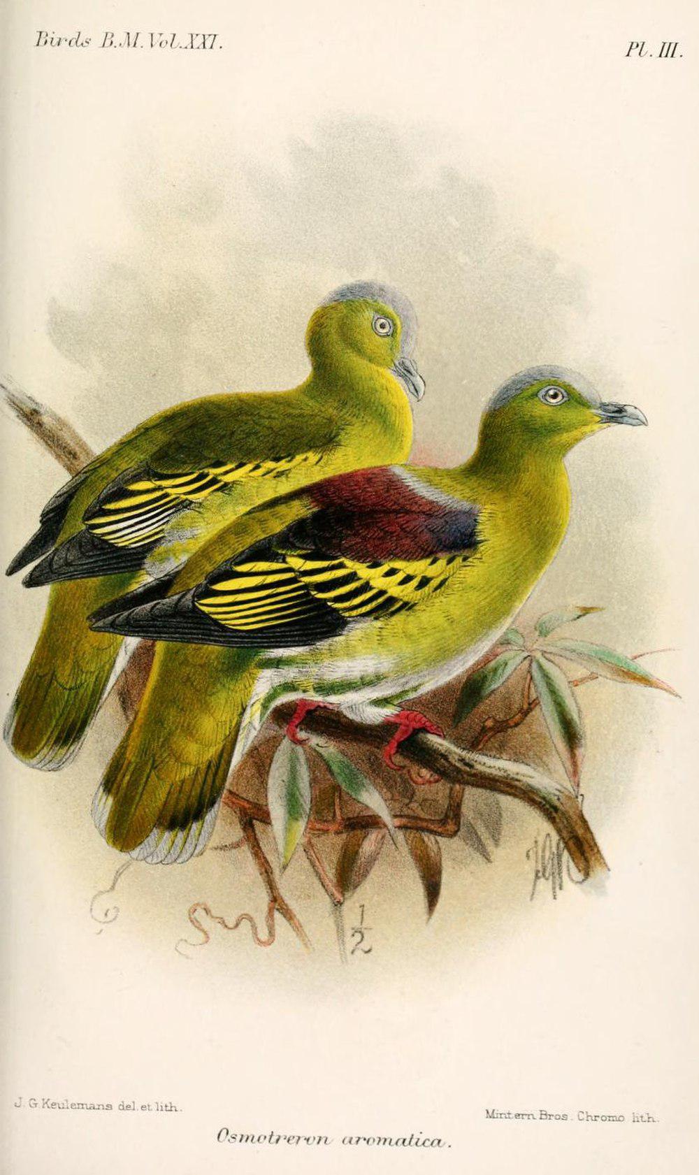 布鲁绿鸠 / Buru Green Pigeon / Treron aromaticus