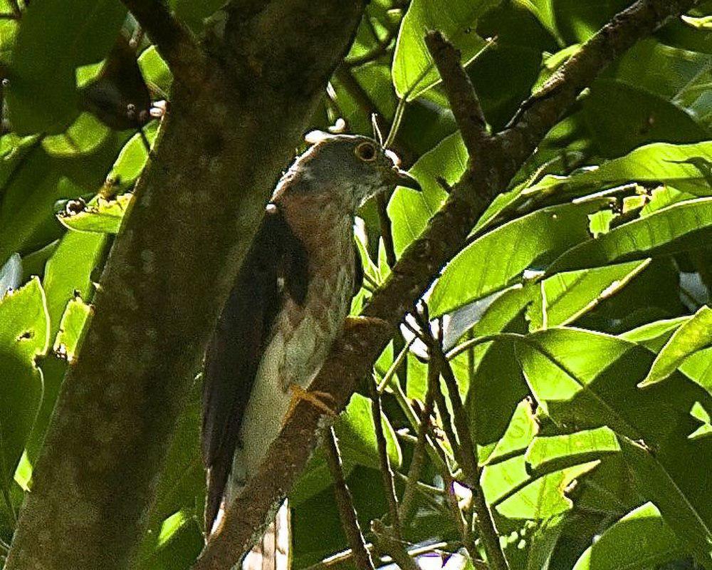 菲律宾鹰鹃 / Philippine Hawk-Cuckoo / Hierococcyx pectoralis