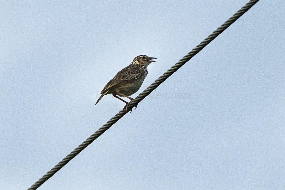 印度支那歌百灵 / Indochinese Bush Lark / Mirafra erythrocephala