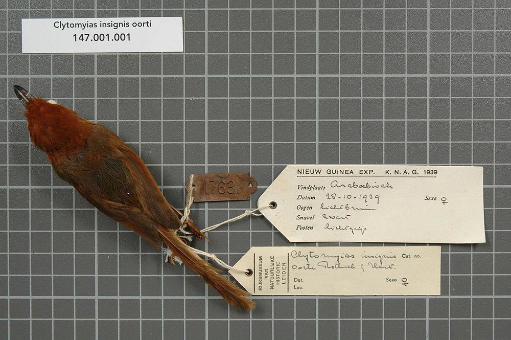 棕鹩莺 / Orange-crowned Fairywren / Clytomyias insignis
