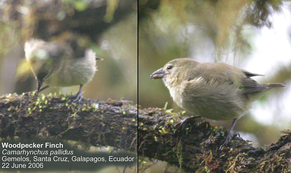 拟䴕树雀 / Woodpecker Finch / Camarhynchus pallidus