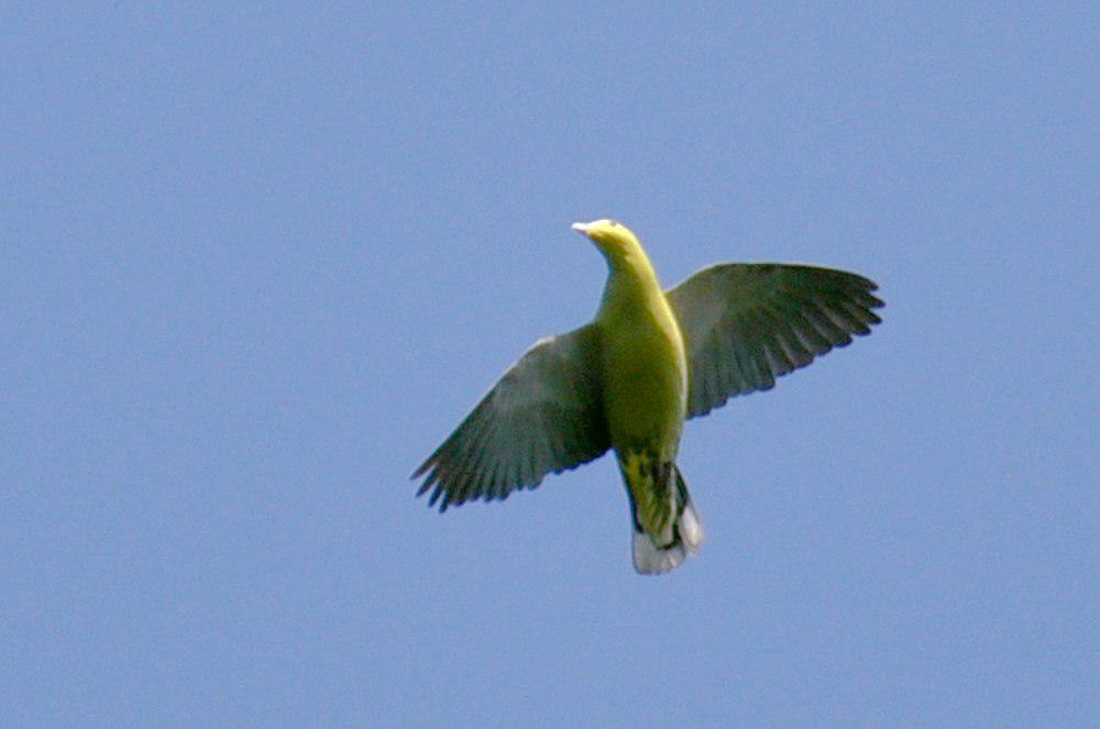 安达曼绿鸠 / Andaman Green Pigeon / Treron chloropterus