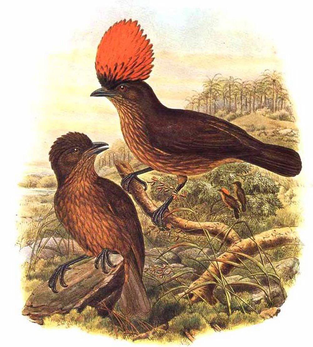 纹园丁鸟 / Streaked Bowerbird / Amblyornis subalaris
