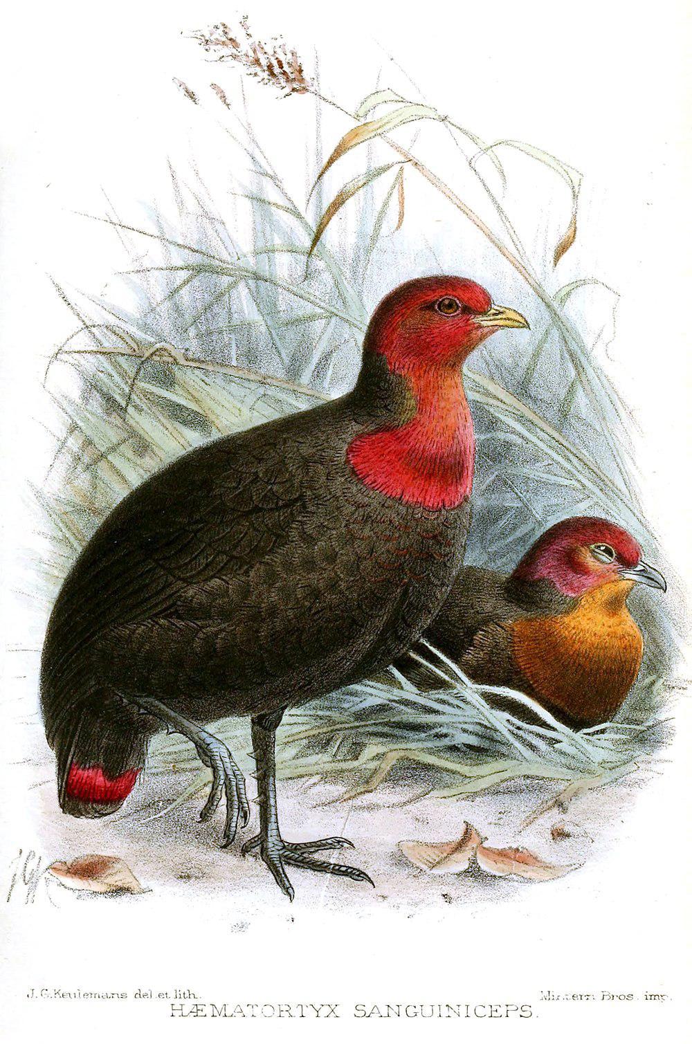 红头林鹧鸪 / Crimson-headed Partridge / Haematortyx sanguiniceps