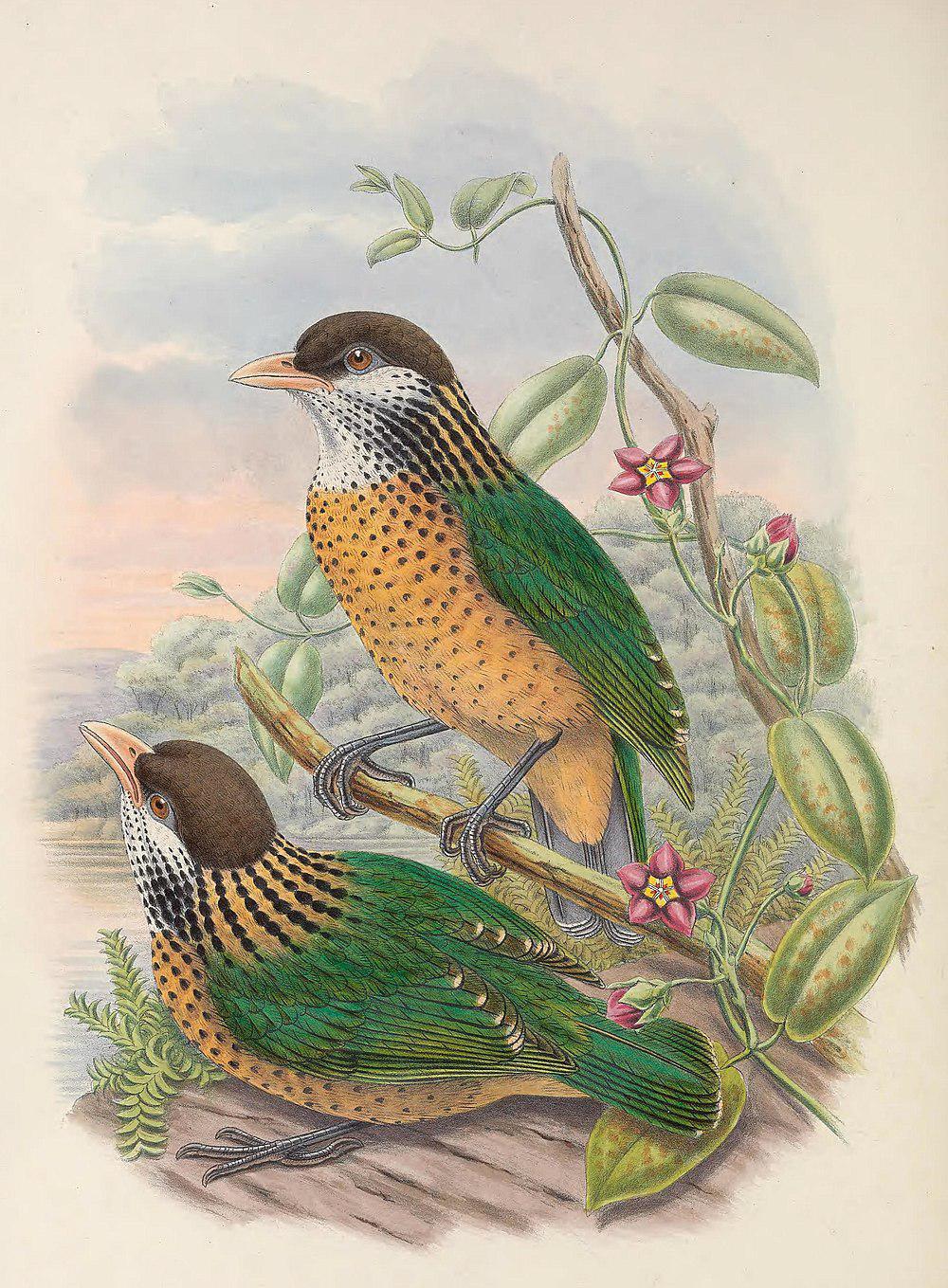 赭胸园丁鸟 / Ochre-breasted Catbird / Ailuroedus stonii