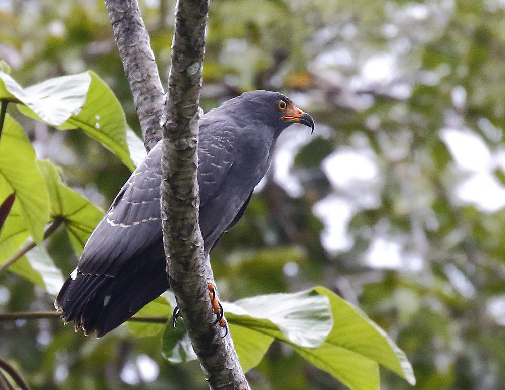 黑臀食螺鸢 / Slender-billed Kite / Helicolestes hamatus