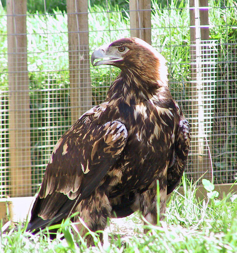 西班牙雕 / Spanish Imperial Eagle / Aquila adalberti