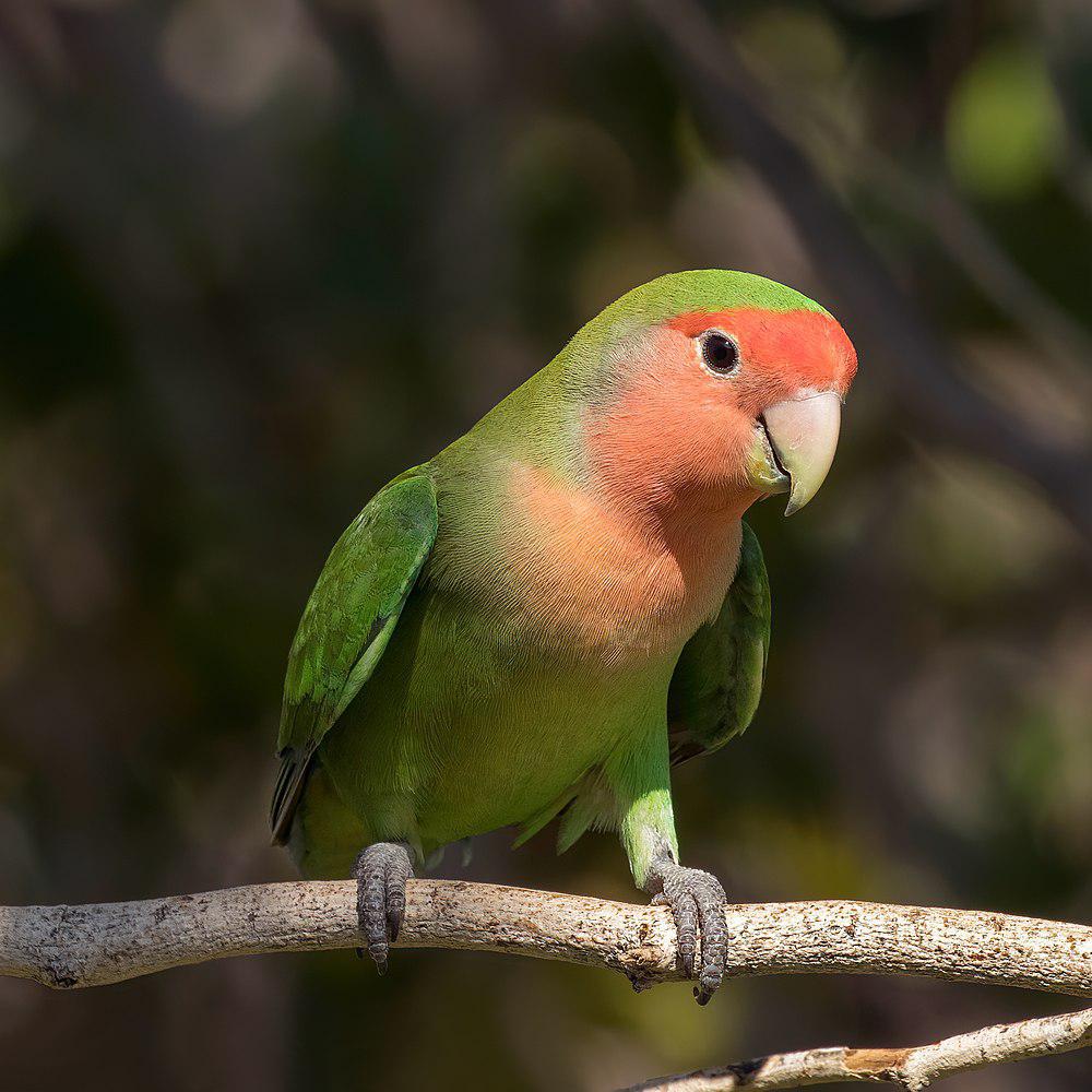 桃脸牡丹鹦鹉 / Rosy-faced Lovebird / Agapornis roseicollis