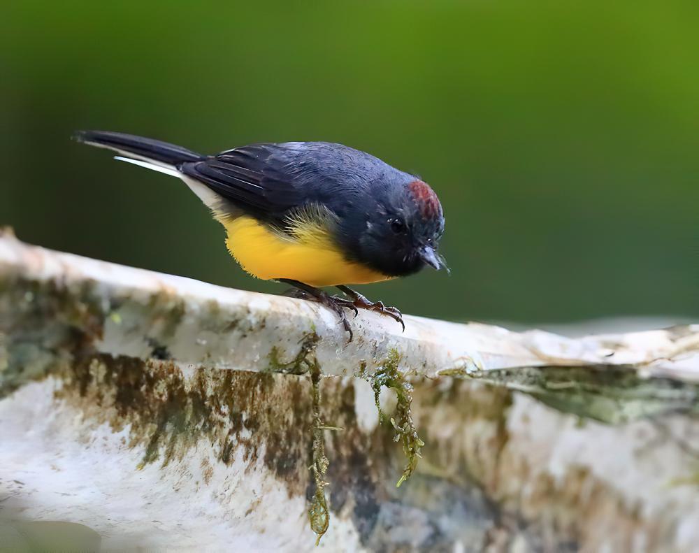 暗喉鸲莺 / Slate-throated Whitestart / Myioborus miniatus