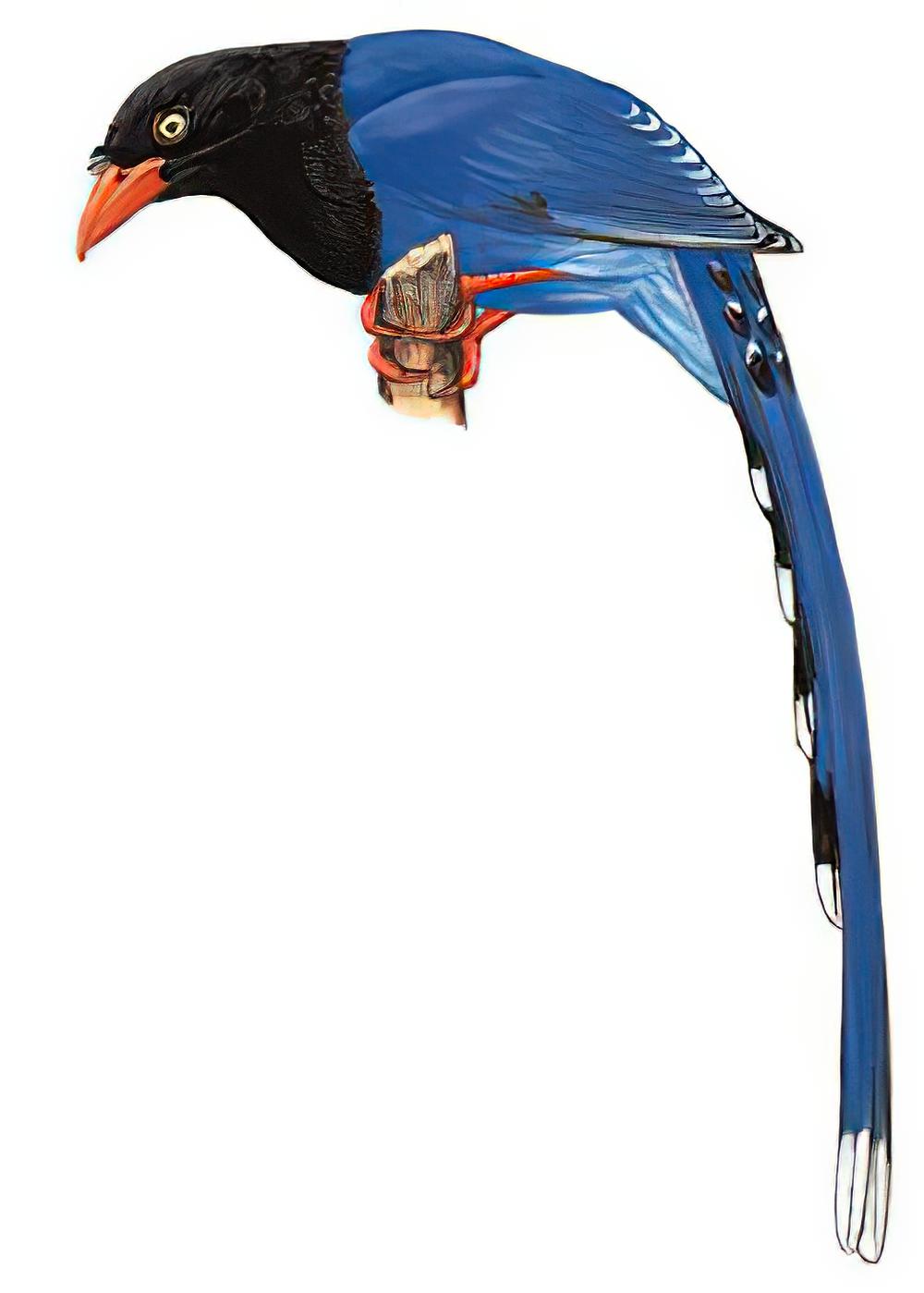 台湾蓝鹊 / Taiwan Blue Magpie / Urocissa caerulea