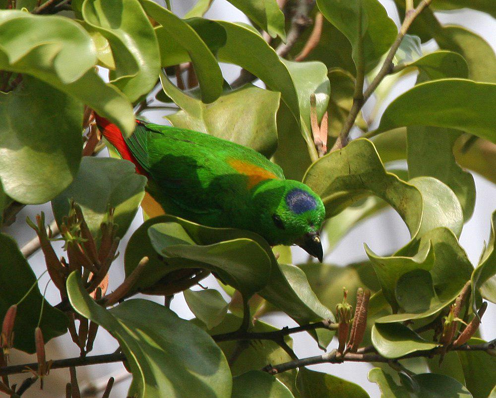 蓝顶短尾鹦鹉 / Blue-crowned Hanging Parrot / Loriculus galgulus