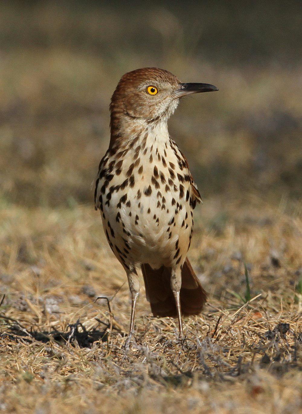 褐弯嘴嘲鸫 / Brown Thrasher / Toxostoma rufum