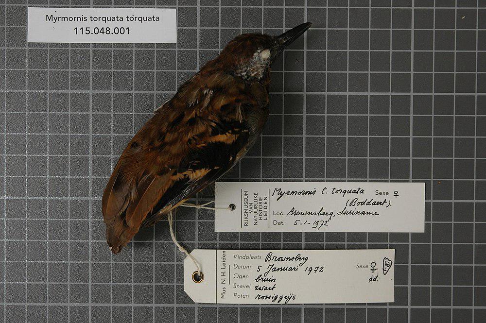 斑翅蚁鸟 / Wing-banded Antbird / Myrmornis torquata