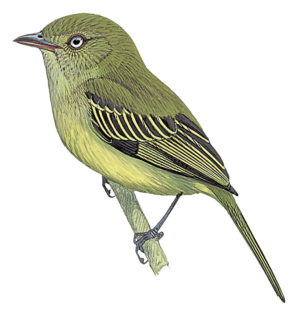 米莎娜小霸鹟 / Mishana Tyrannulet / Zimmerius villarejoi