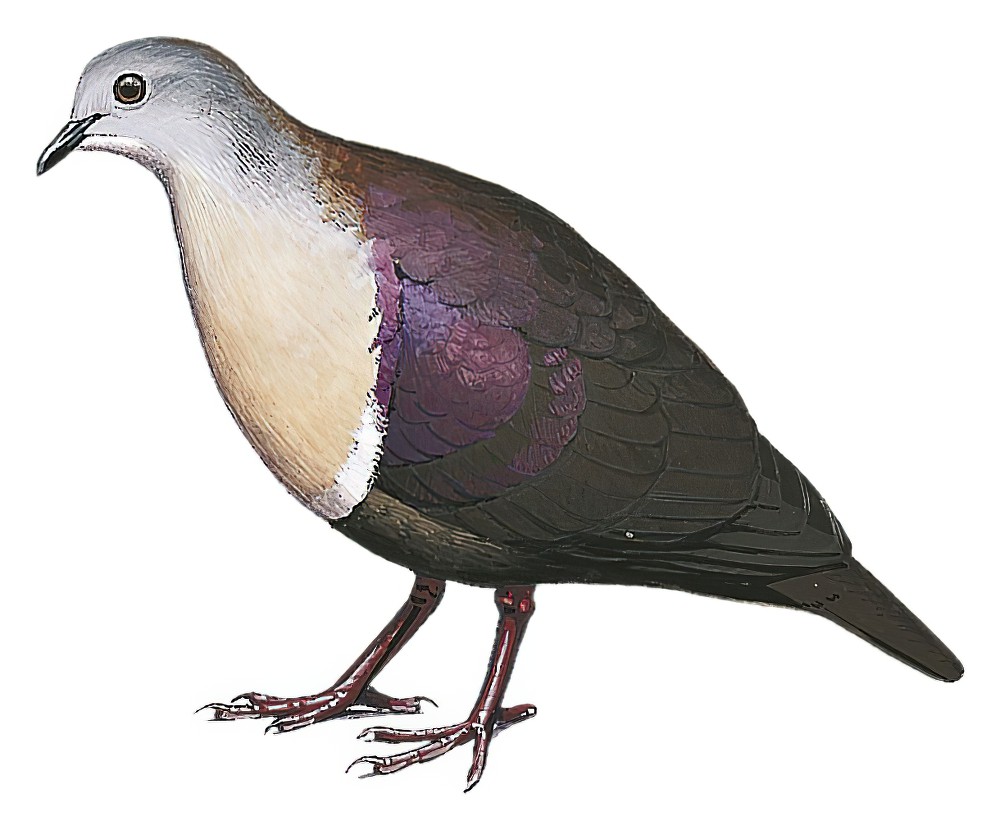 圣岛鸡鸠 / Santa Cruz Ground Dove / Pampusana sanctaecrucis