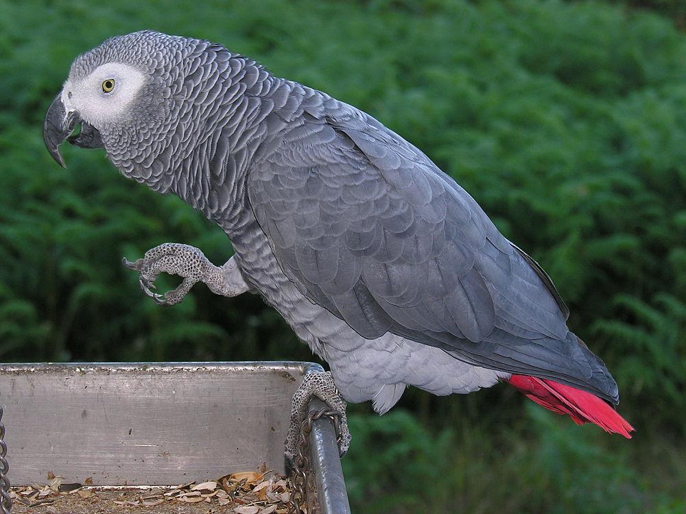 非洲灰鹦鹉 / Grey Parrot / Psittacus erithacus