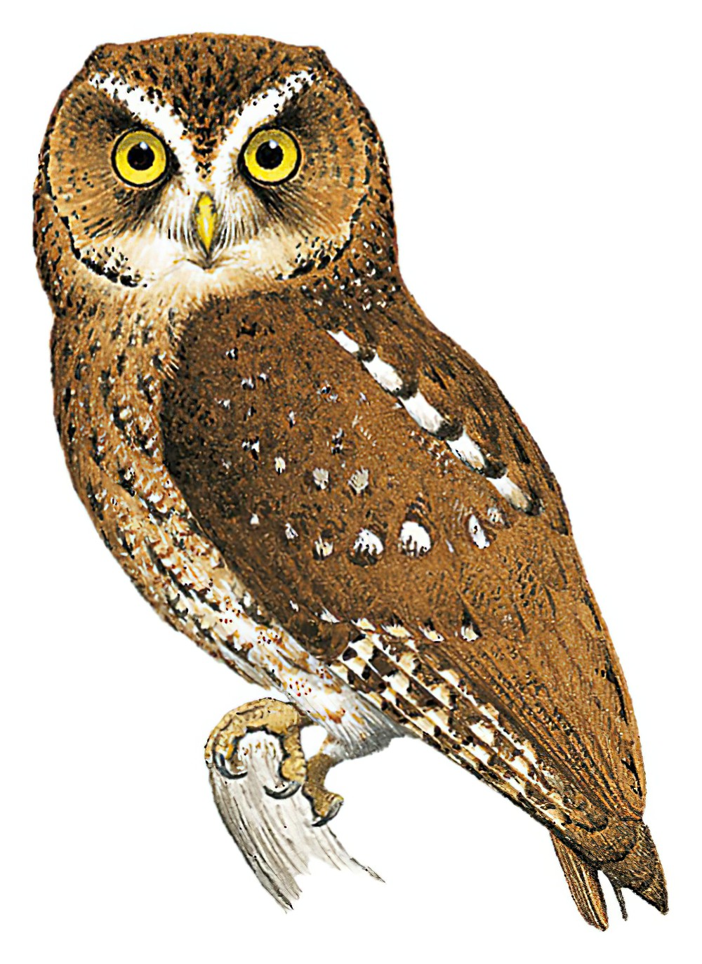 圣多美角鸮 / Sao Tome Scops Owl / Otus hartlaubi