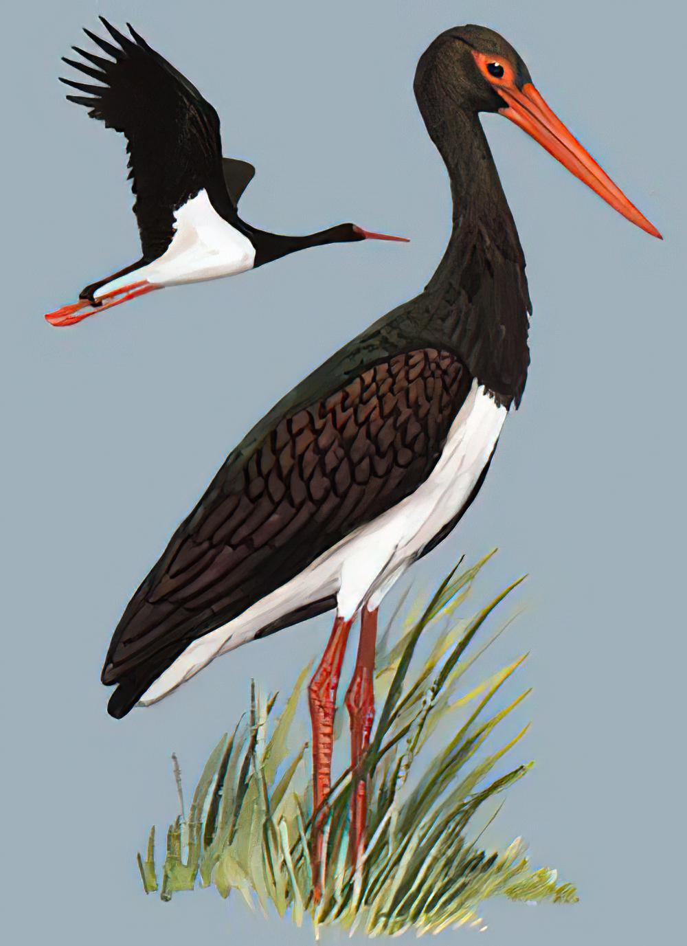 黑鹳 / Black Stork / Ciconia nigra