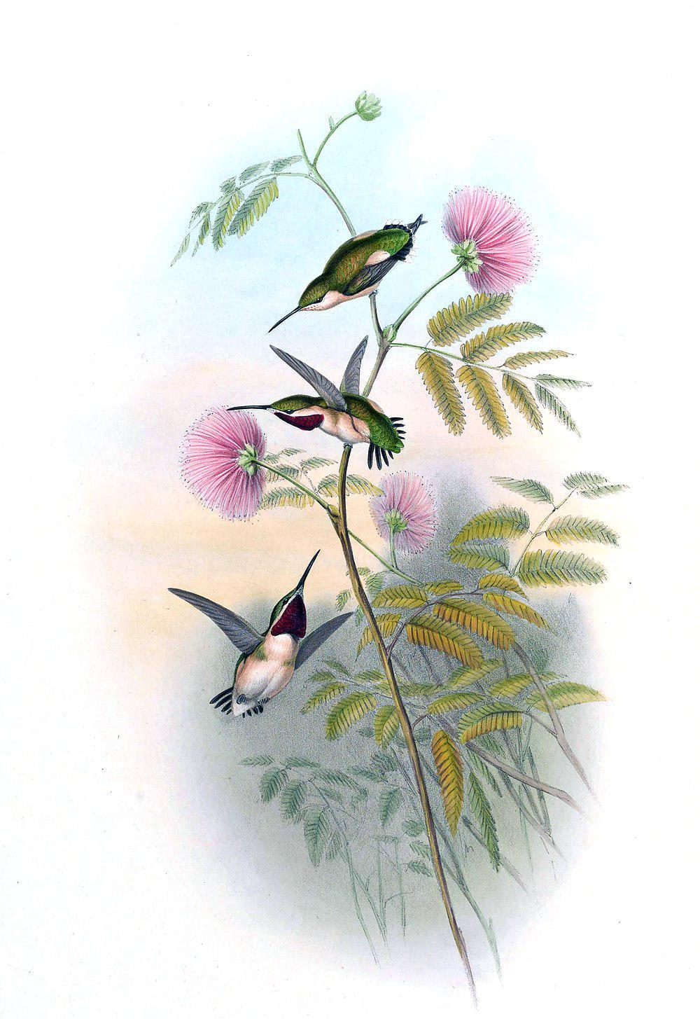 短尾蜂鸟 / Short-tailed Woodstar / Myrmia micrura
