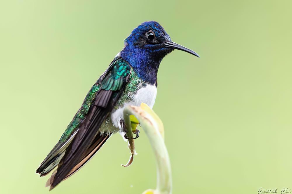 白颈蜂鸟 / White-necked Jacobin / Florisuga mellivora