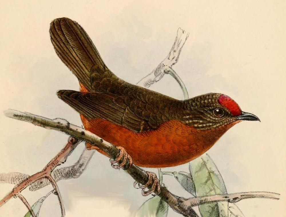 红额啄花雀 / Red-fronted Antpecker / Parmoptila rubrifrons
